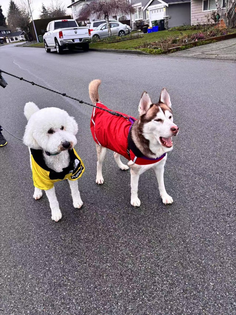Rescue Dogs